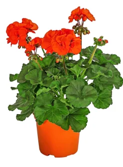 Stehende Geranie, orange