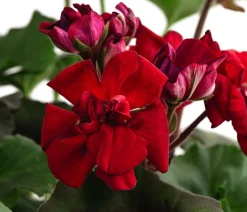 Stehende Geranie, rot
