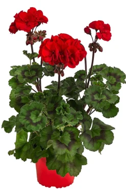 Stehende Geranie 'Tumbao®'