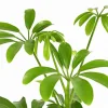 Sternaralie - Schefflera luseana