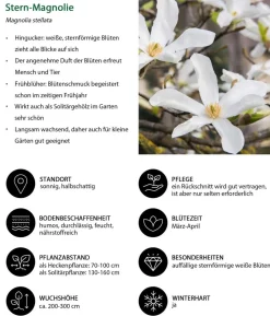 Stern-Magnolie