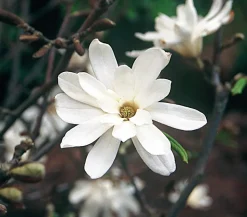 Stern-Magnolie