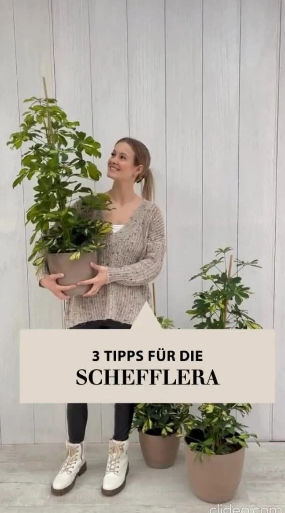 Strahlenaralie - Schefflera arboricola 'Nora'
