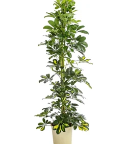 Strahlenaralie - Schefflera arboricola