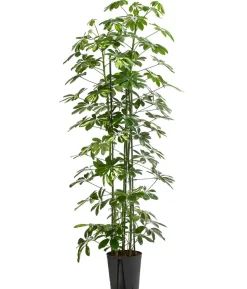 Strahlenaralie - Schefflera arboricola 'Gold Capella', Hydrokultur