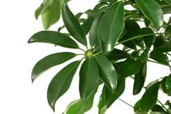 Strahlenaralie - Schefflera arboricola 'Nora'