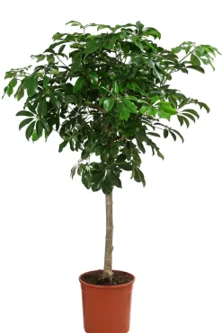 Strahlenaralie - Schefflera arboricola 'Nora'