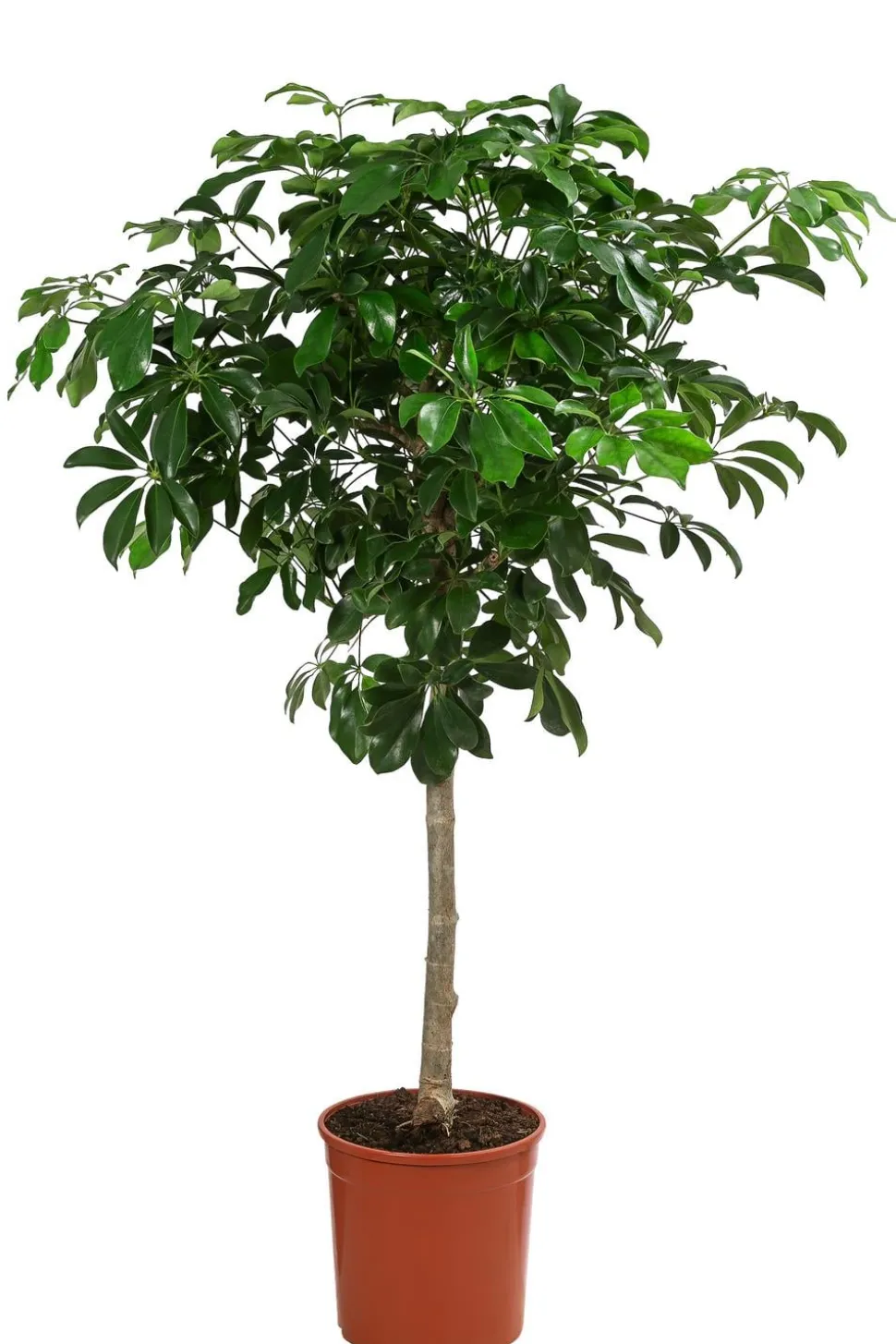 Strahlenaralie - Schefflera arboricola 'Nora'