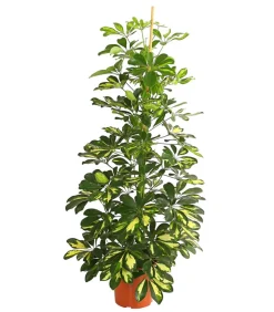 Strahlenaralie - Schefflera arboricola