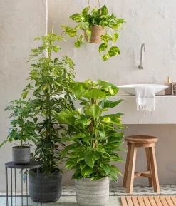 Strahlenaralie - Schefflera arboricola