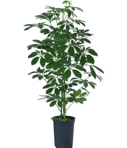 Strahlenaralie - Schefflera arboricola compacta 'Nora', Hydrokultur