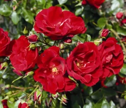 Strauchrose 'Paprika®'
