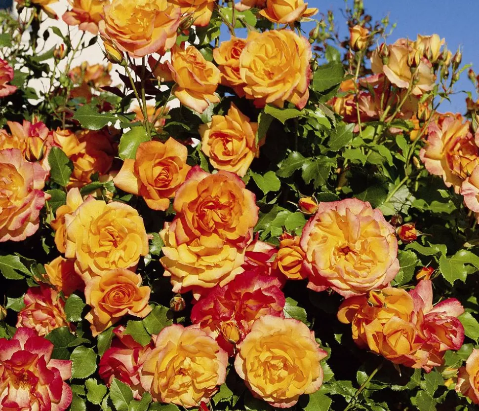 Strauchrose 'Sahara®'