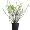 Strauch-Spiere 'Snowmound'