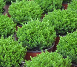 Strauchveronika 'Green Globe'