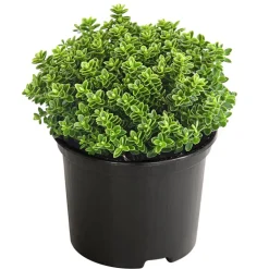Strauchveronika 'Green Globe'