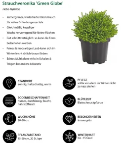 Strauchveronika 'Green Globe'