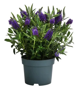 Strauchveronika, 2L