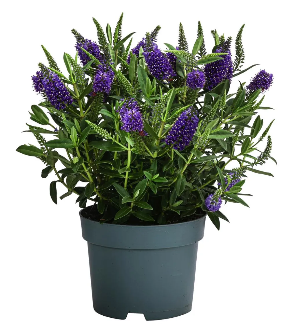 Strauchveronika, 2L