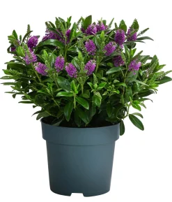 Strauchveronika, 2L
