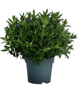 Strauchveronika, 2L