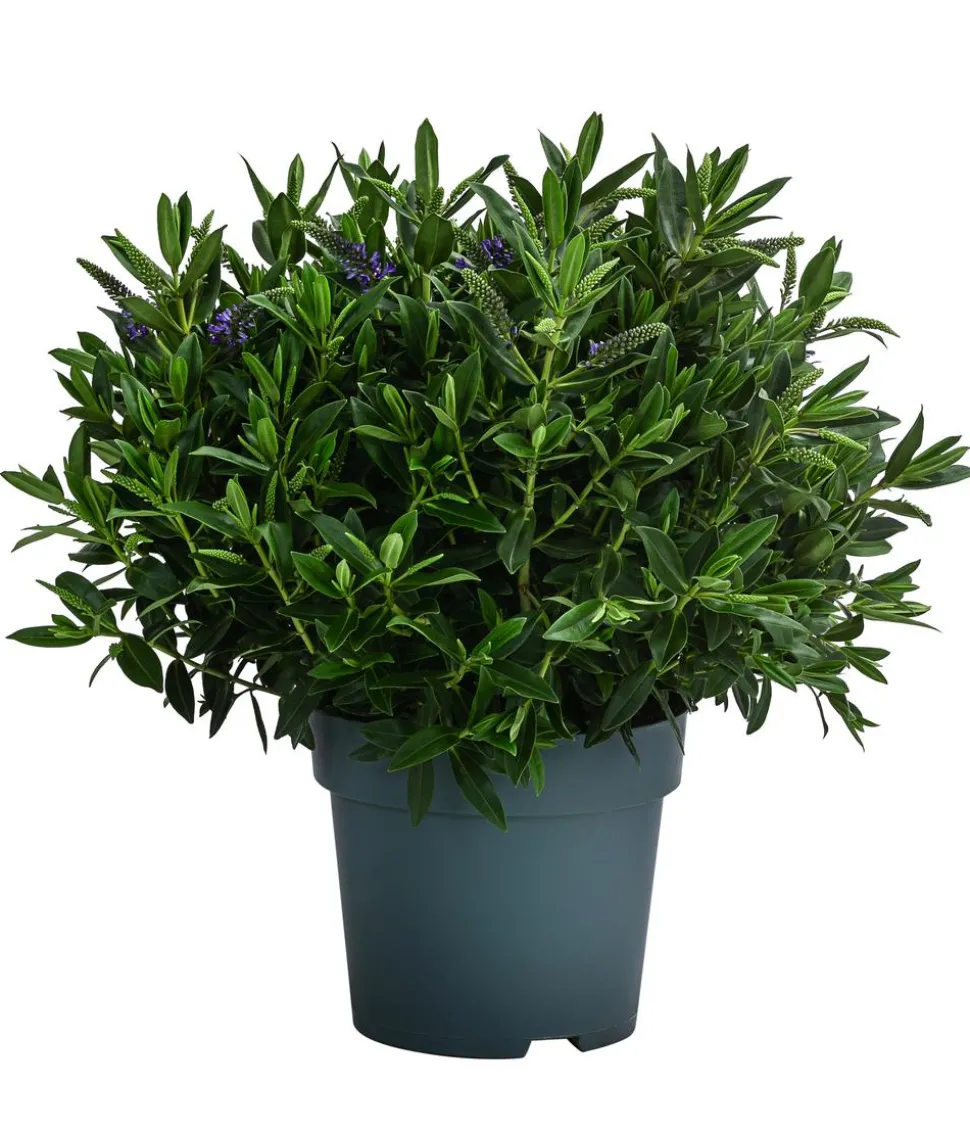 Strauchveronika, 2L