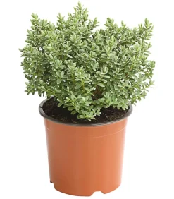 Strauchveronika 'Pagei'