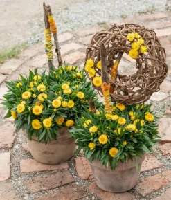 Strohblume, gelb