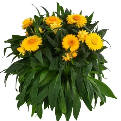 Strohblume, gelb