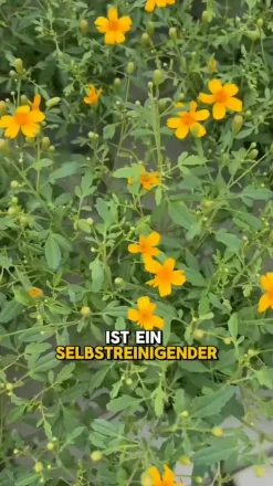 Studentenblume 'Gold Medal'