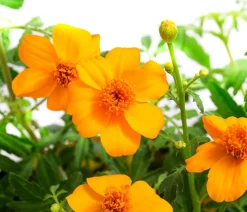 Studentenblume 'Gold Medal'