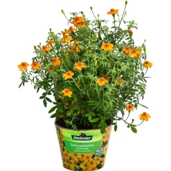 Studentenblume 'Gold Medal'