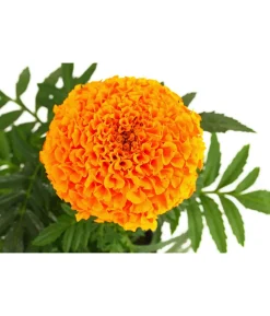 Studentenblume, großblumig, verschiedene Farben