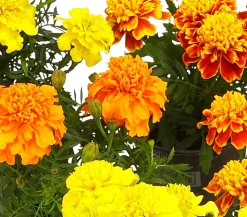 Studentenblume, verschiedene Farben