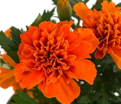 Studentenblume, verschiedene Farben