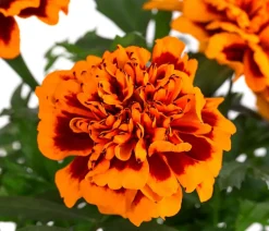 Studentenblume, verschiedene Farben