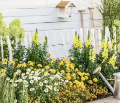 Studentenblume, verschiedene Farben