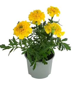 Studentenblume, verschiedene Farben