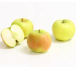 Säulenapfel 'Rhapsodie'
