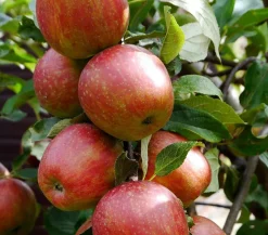 Säulenapfel 'Starcats'