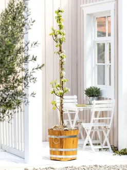 Säulenbirne 'Condo'