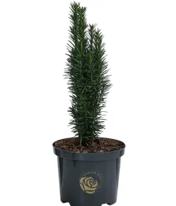 Säulen-Eibe 'Fastigiata Robusta'