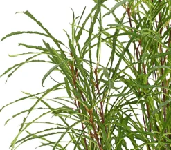 Säulen-Faulbaum - Farnblättriges Pulverholz 'Fine Line'®