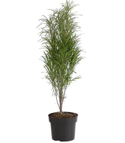 Säulen-Faulbaum - Farnblättriges Pulverholz 'Fine Line'®