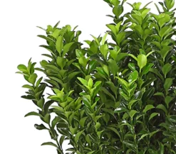 Säulen-Spindelstrauch 'Green Rocket'