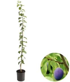 Säulenzwetschge 'Geisenheimer Top'
