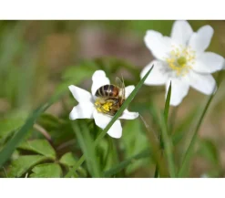Sumpfdotterblume