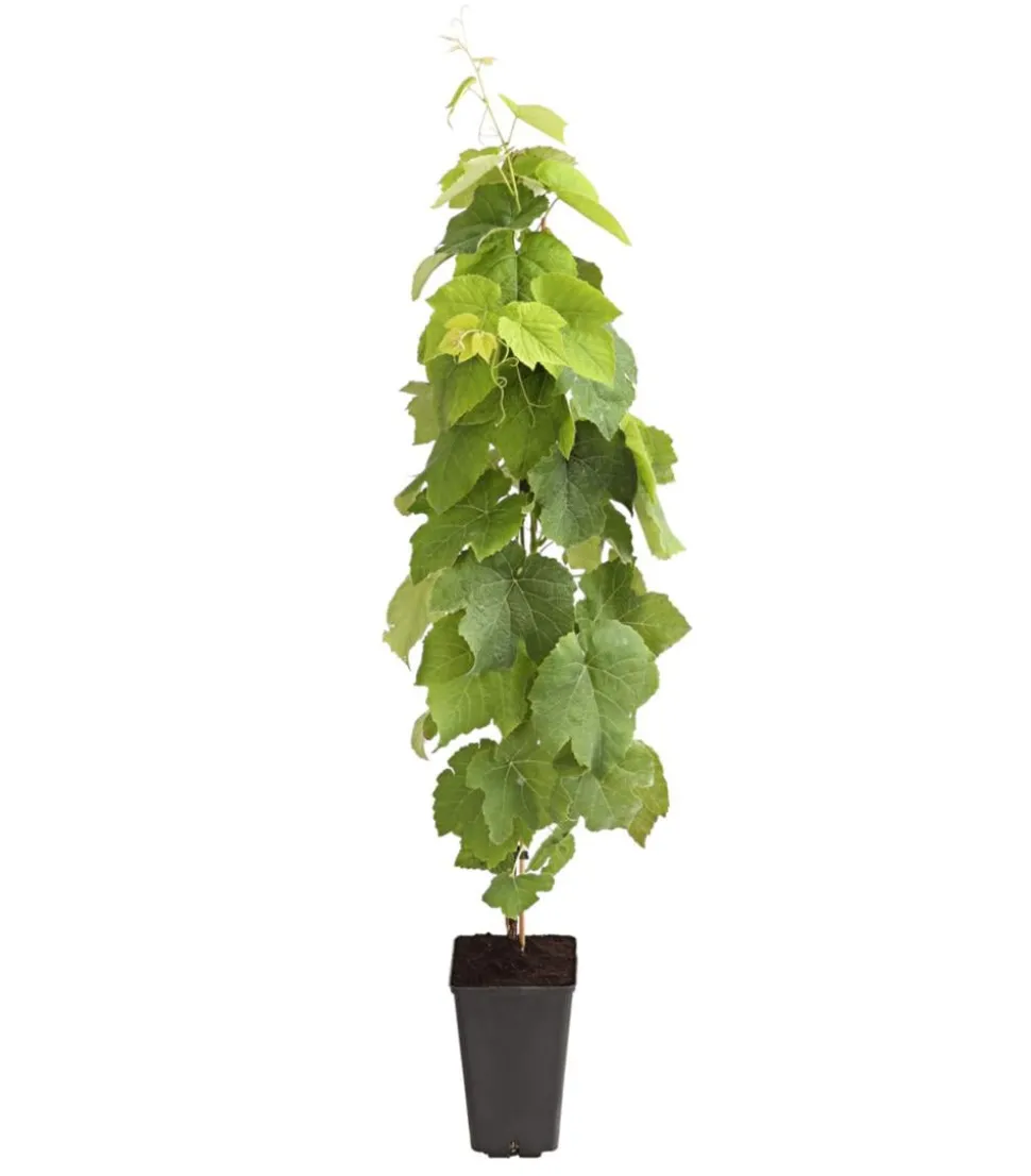 Tafeltraube 'Venus'