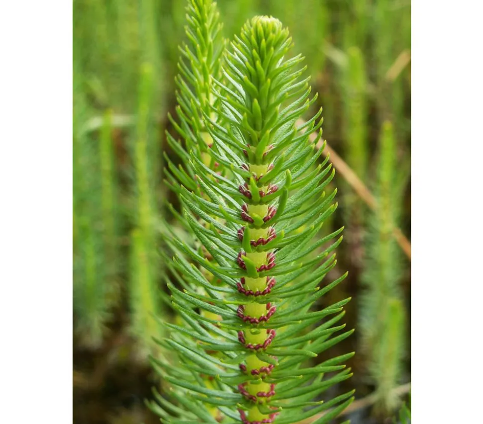 Tannenwedel