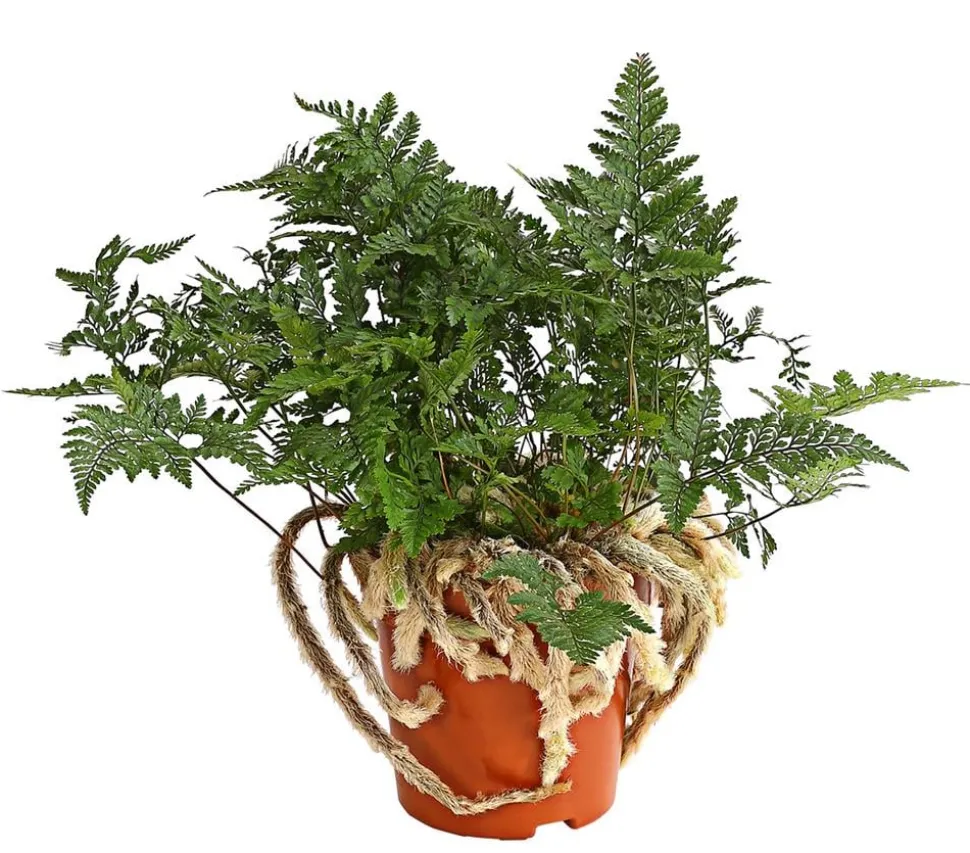 Tarantel-Farn - Humata tyermannii